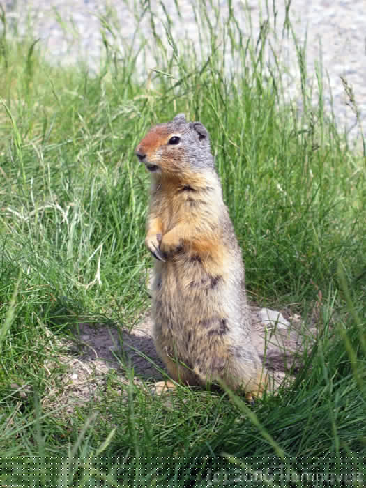 Our campsite is full of life: Prarie dogs