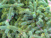 Fir