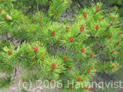 Pine