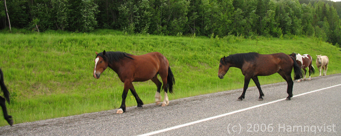 More horses