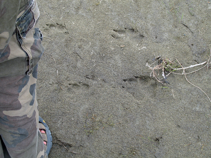 Large and "unfriendly" pawprints by the river