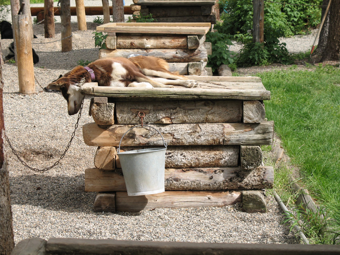 A sled dog rests comfortably in the sun