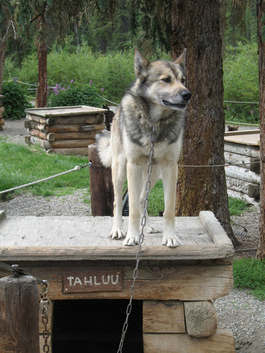 Another sled dog "looks down"
