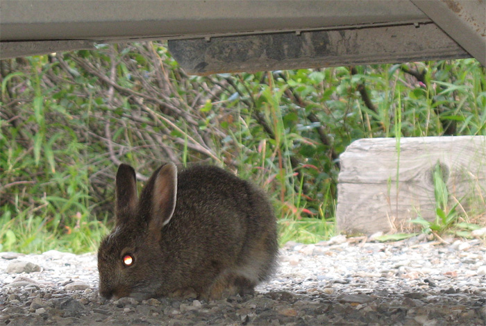 A hare hops around our campsite and then huddles under our trailer