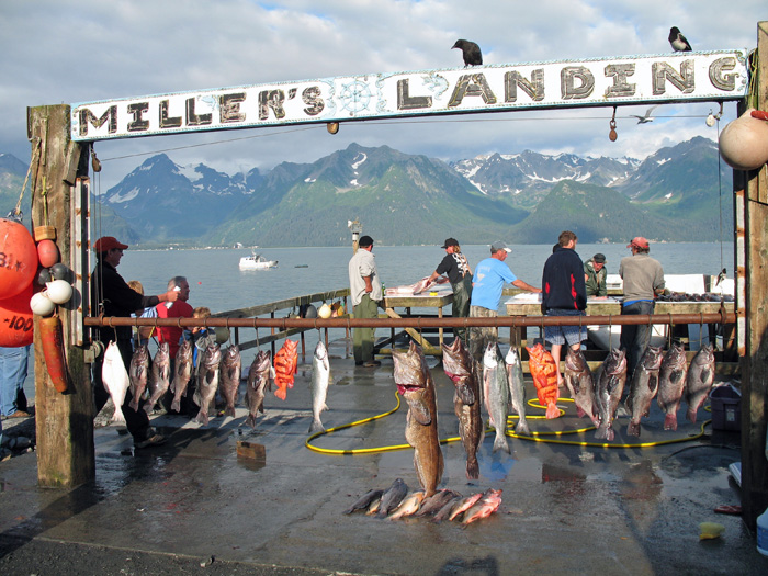 A charter boat is back at Millers Landing, displaying its catch