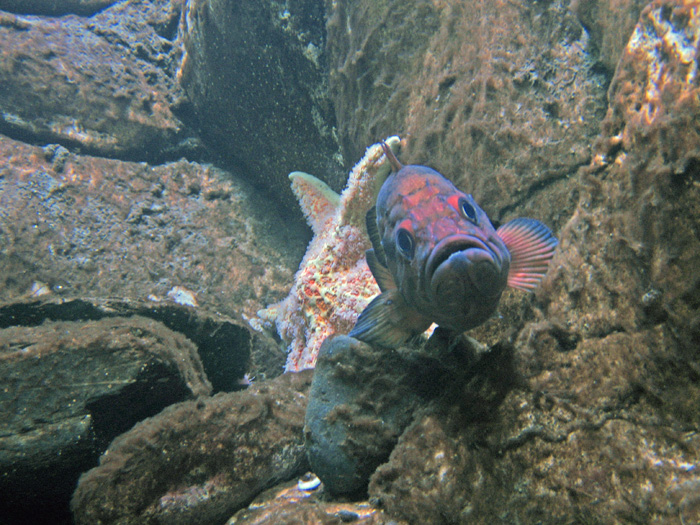A colorfull fish
