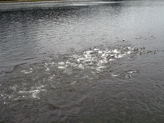 They bay is so full of salmon that it 'boils'