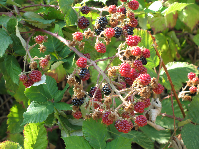 The boys stop to pick some wild raspberries along a walk path; Isabella refuses to try them
