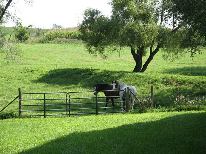 Next to our trailer we can see horses in field