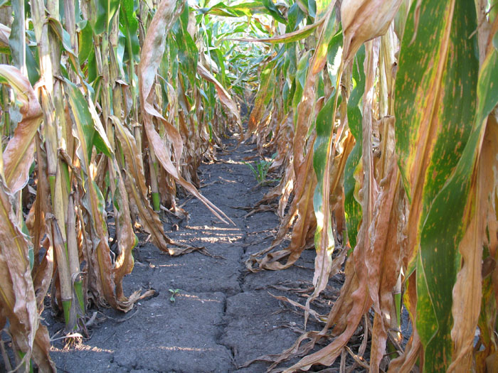 It would seem like you can run and hide in the field, just like in movies