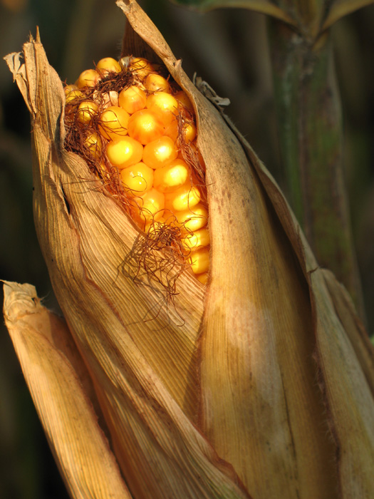 Feed corn (intended for cattle, etc)