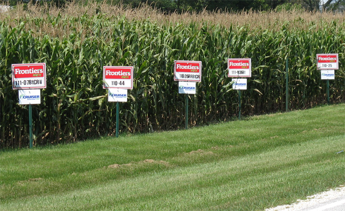 A common scene in farm country is experiments with modified crop, special fertilizers and new pest controls