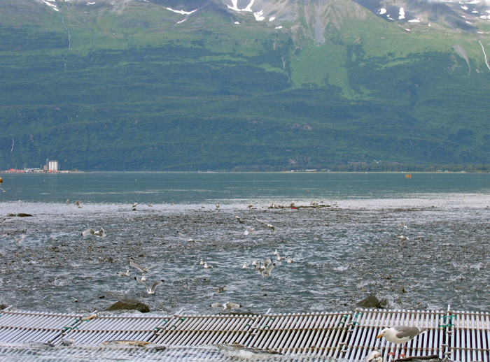 On the other side of the bay in Valdez the water is boiling with returning salmon