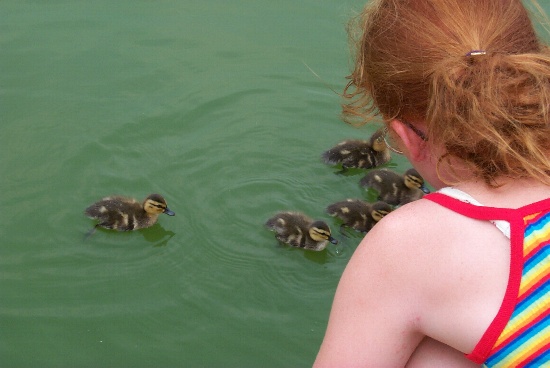 Looking at little ducklings along the way to Lincoln memorial