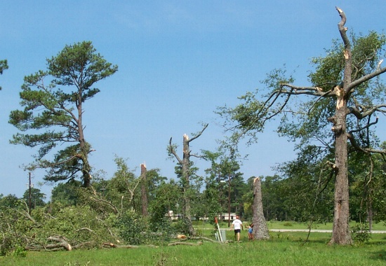 Paule and Vincent inspecting tree damage on the air force base