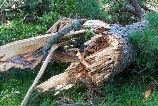 A snapped tree trunk