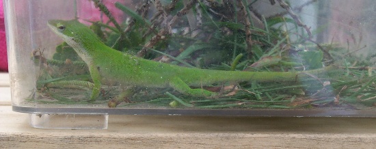 One of the lizzards Isabella caught near the laundry-mats
