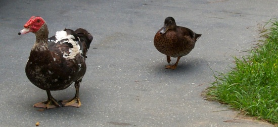 Ducks coming to visit us at our campsite