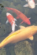 Goldfish at the Japanese pavilion