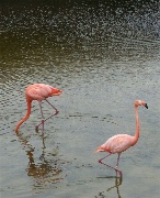 Flamingos walking around in Epcot
