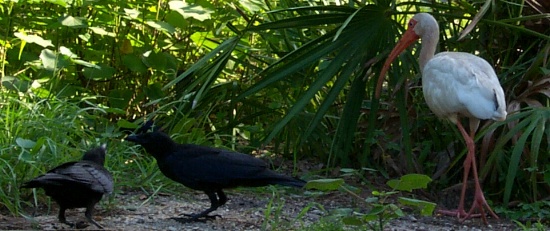 Birds coming to feast on popcorn leftovers