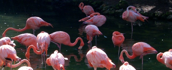 Flamingos 