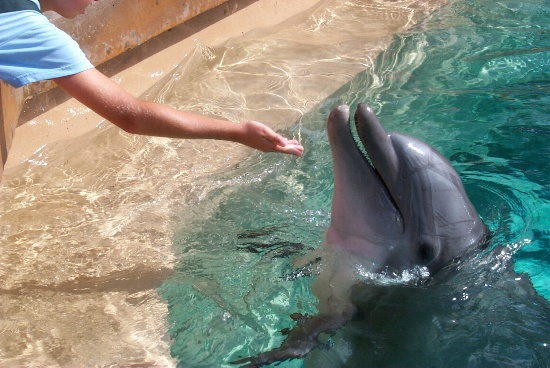 Isabella petting a dolphin
