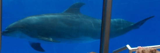 A dolphin seen through the glass by the pool