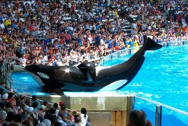 Biggest of them all, the splasher, posing for the audience