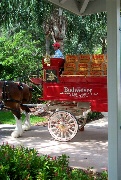 The driver of the Clydesdale "coach"