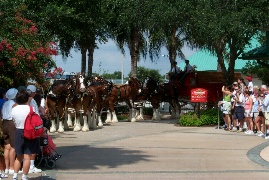 Waiting for all horses to parade 
