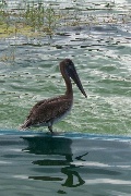 A pelican at the edge of the water park