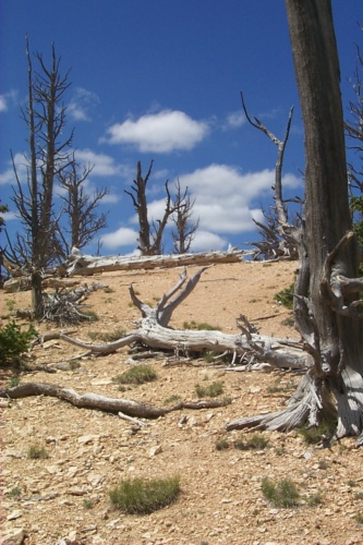 First trail in Bryce