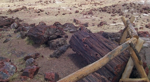 Petrfied logs