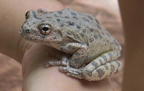Tree Frog